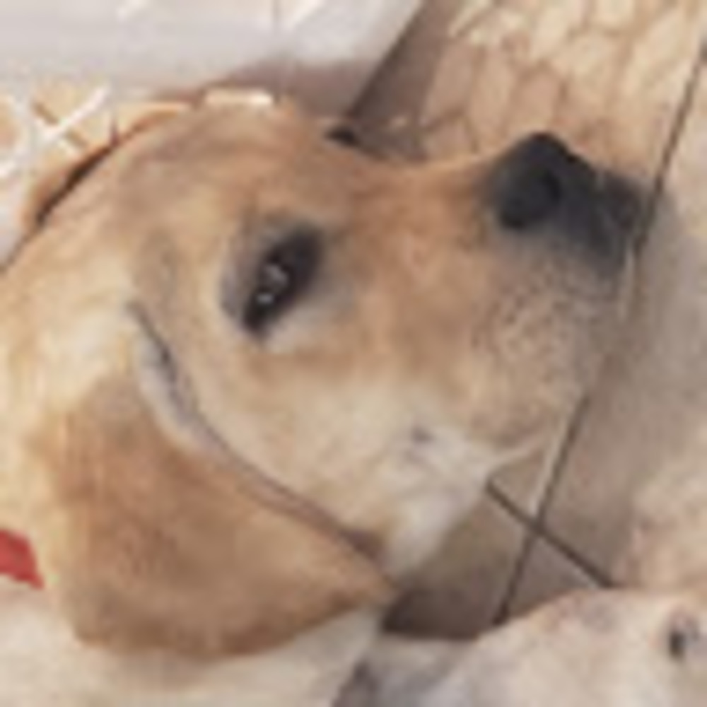 Meet your Posher, Abbie